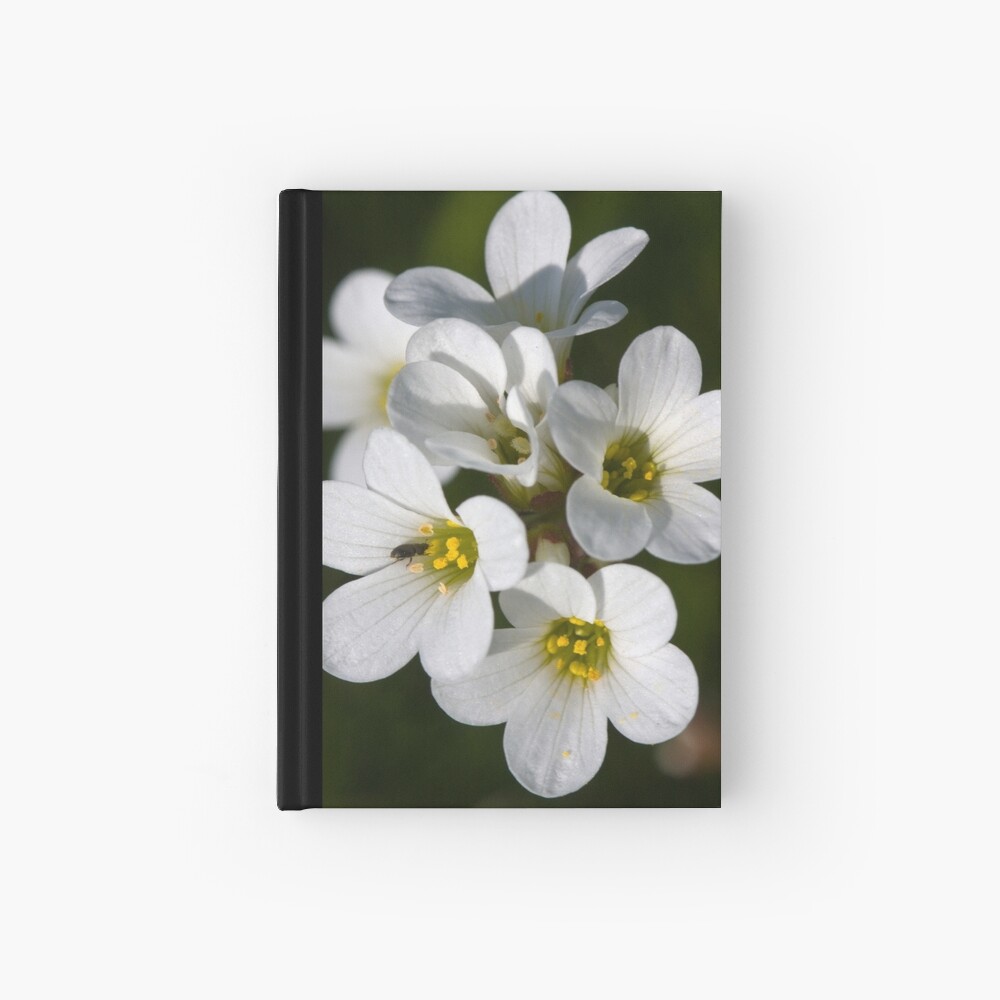 Meadow Saxifrage (Saxifraga granulata) Hardcover Journal