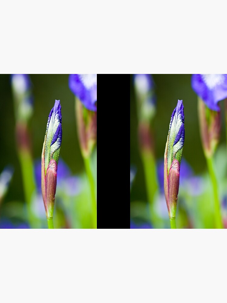 Purple Iris Bud (Iris versicolor) by SteveChilton