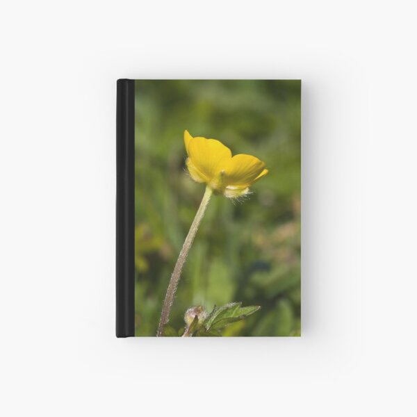 Creeping Buttercup (Ranunculus repens) Hardcover Journal