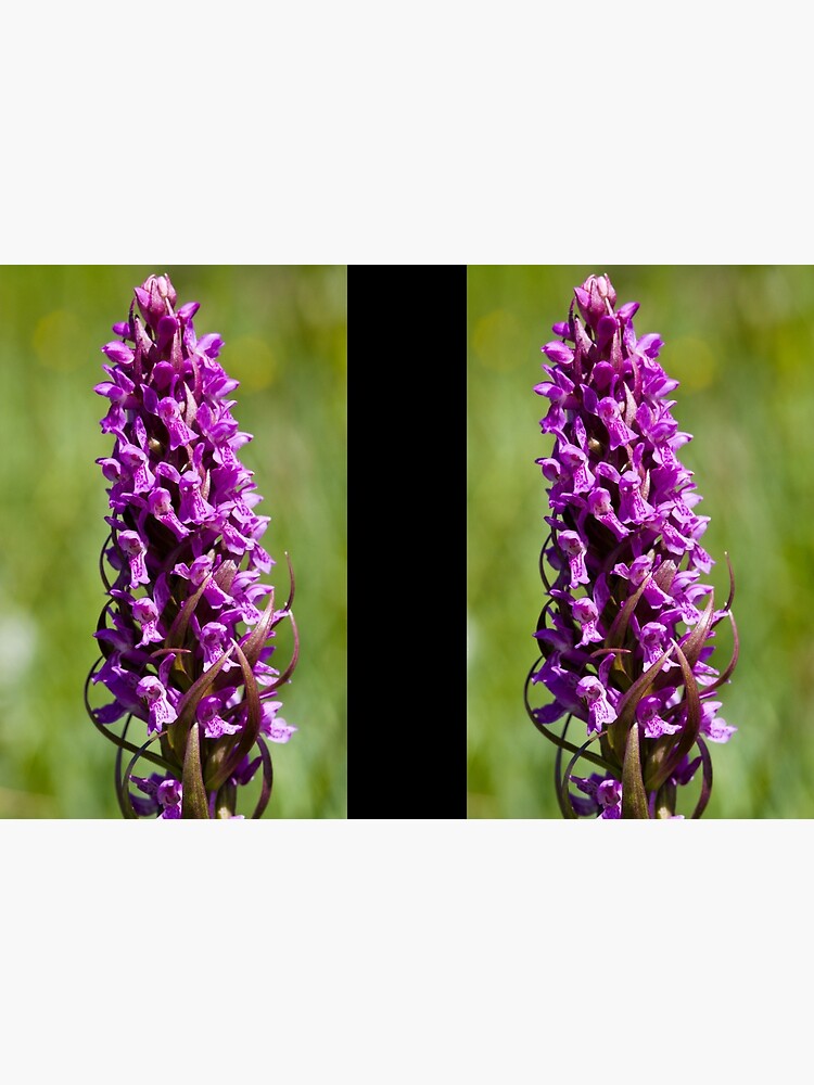 Early Marsh Orchid (Dactylorhiza incarnata) by SteveChilton