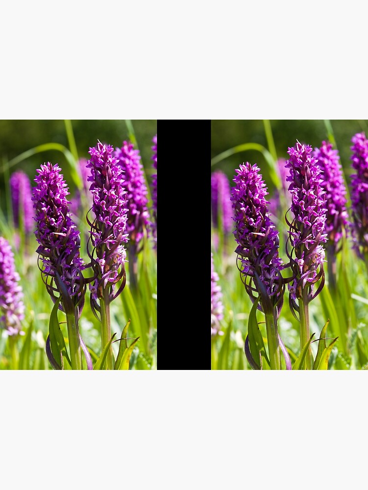 Early Marsh Orchid (Dactylorhiza incarnata) by SteveChilton