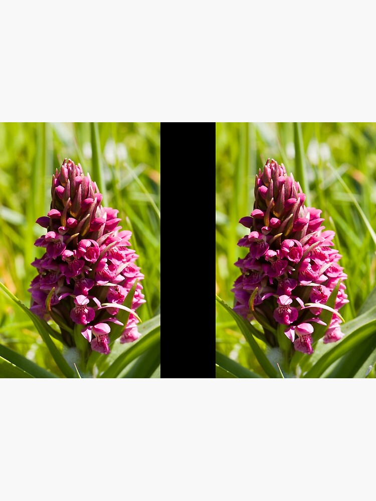 Southern Marsh Orchid (Dactylorhiza praetermissa) by SteveChilton