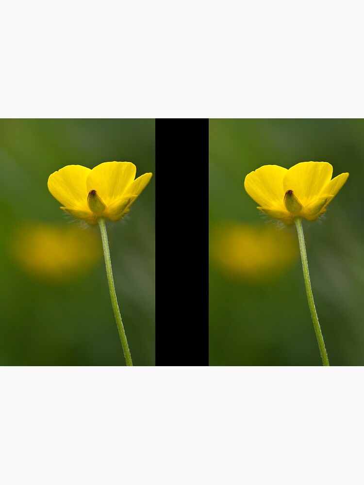 Meadow Buttercup (Ranunculus acris) by SteveChilton