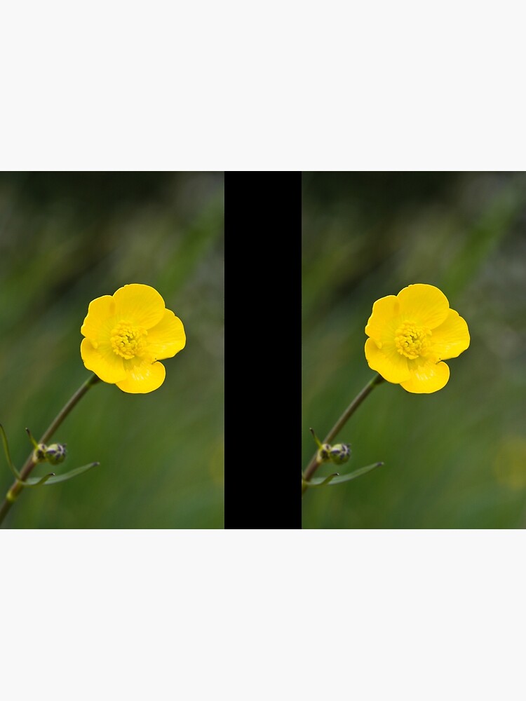 Meadow Buttercup (Ranunculus acris) by SteveChilton
