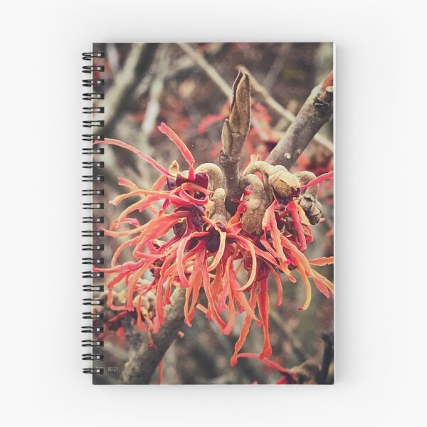Item preview,  Avellana de bruja roja designed and sold by Scopic.