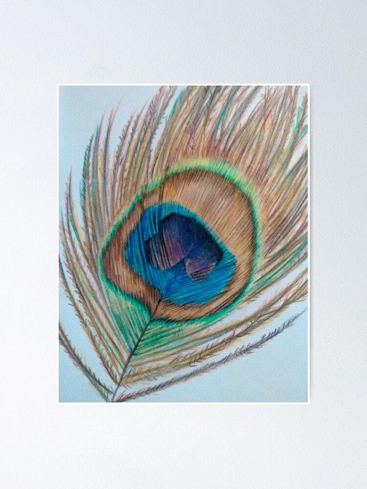 Colour Pencil Drawing of Peacock Feather