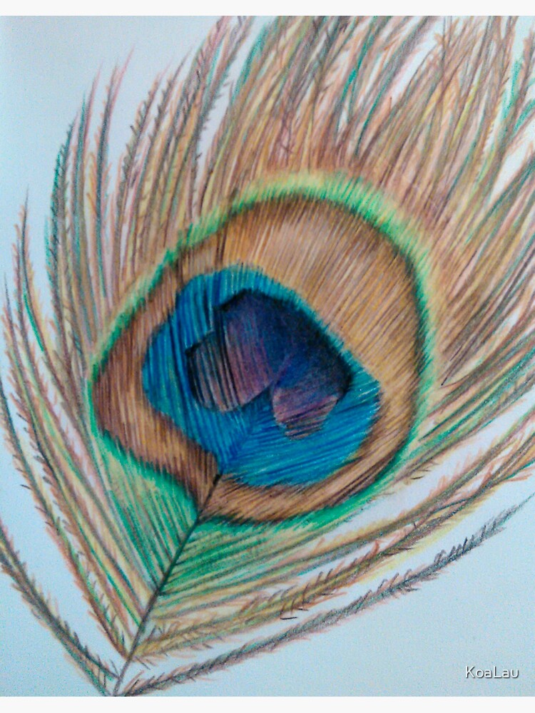 Peacock feather pencil drawing