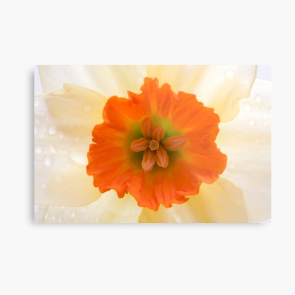 Daffodil Metal Print