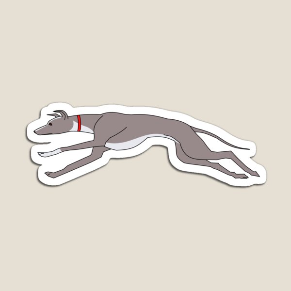 Greyhound running Magnet
