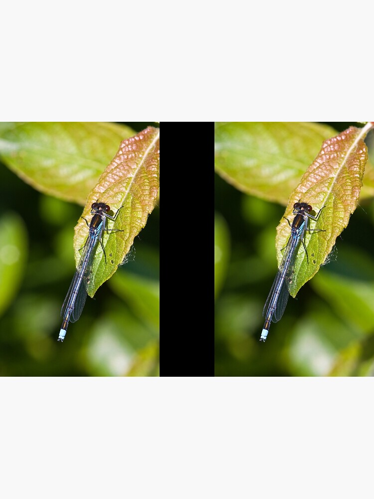 Red-eyed Damselfly (Erythromma najas) by SteveChilton