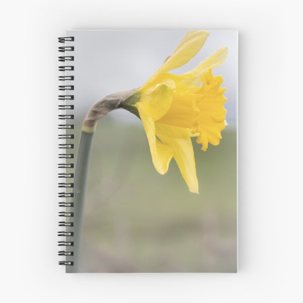 Item preview, Daffodil designed and sold by JEZ22.