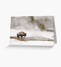 Bison Keeping Warm, Yellowstone National Park Greeting Card