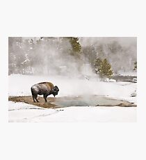 Lámina fotográfica Bison Keeping Warm, Parque Nacional de Yellowstone