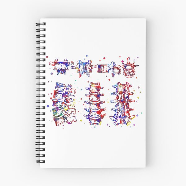 Item preview, Lumbar spine structure, vertebral Bone designed and sold by Rosaliartbook.