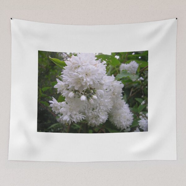 Item preview, Philadelphus Virginal designed and sold by lezvee.