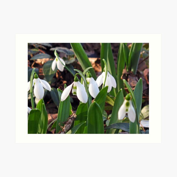 First Snowdrops Art Print