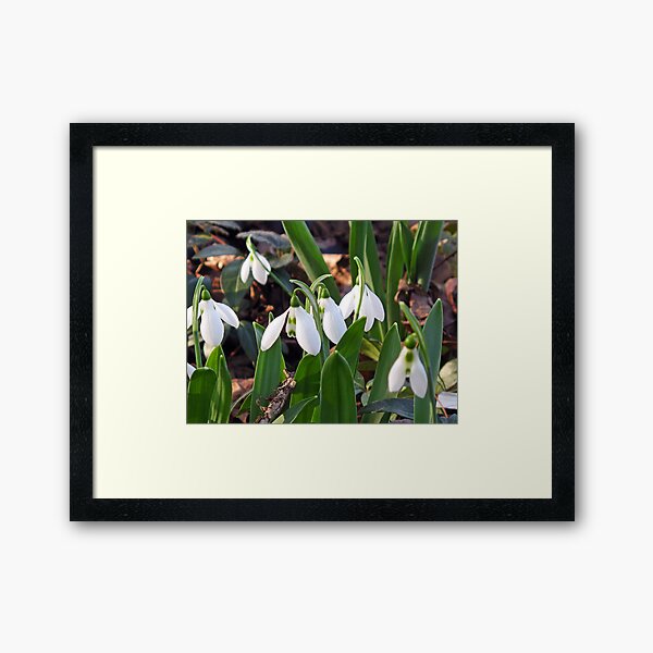 First Snowdrops Framed Art Print