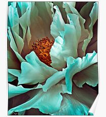 White Peony Petals Poster