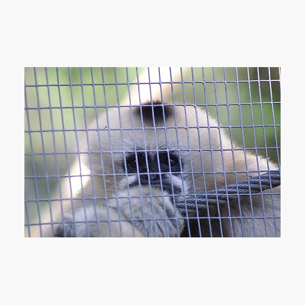 Artikelvorschau, Sad Monkey Melb Zoo entworfen und verkauft von John Braga.