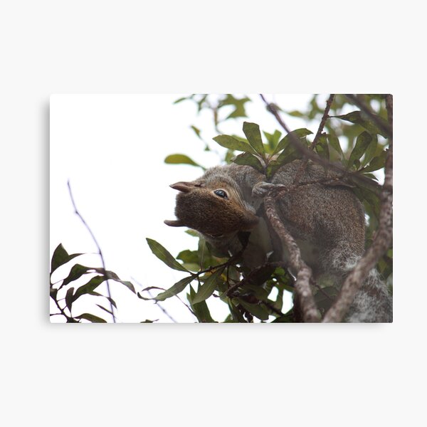 Eastern Grey Squirrel III Metal Print