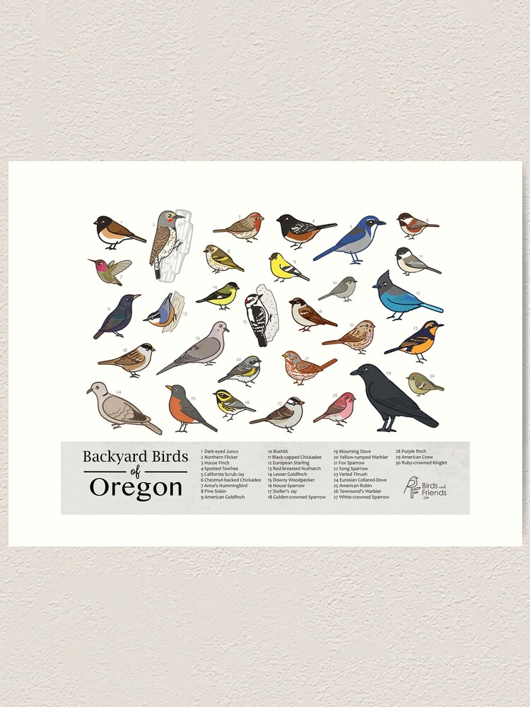 "Oregon Backyard Birds of Oregon Field Guide Print Bird Art Print