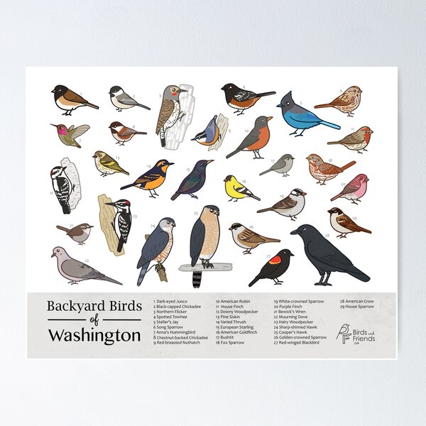 Item preview, Washington State - Backyard Birds of Washington Field Guide Print - Bird Art - BirdsandFriends.co designed and sold by BirdsandFriends.