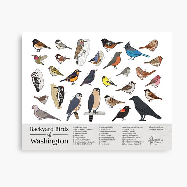 Item preview, Washington State - Backyard Birds of Washington Field Guide Print - Bird Art - BirdsandFriends.co designed and sold by BirdsandFriends.