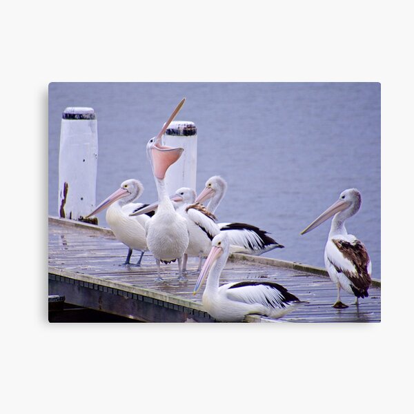 MARINE BIRD ~ Australian Pelican QMRYXB4X by David Irwin ~ WO Canvas Print