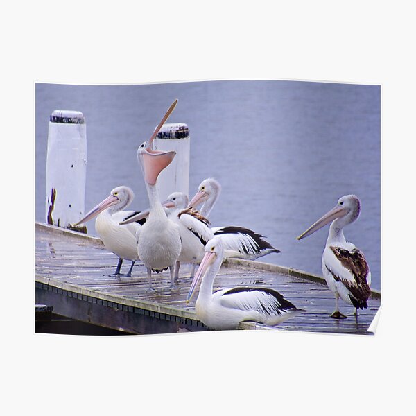 MARINE BIRD ~ Australian Pelican by David Irwin ~ WO Poster