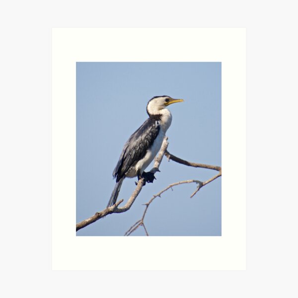 NT ~ MARINE BIRD ~ Little Pied Cormorant 56MSTYEY by David Irwin Art Print