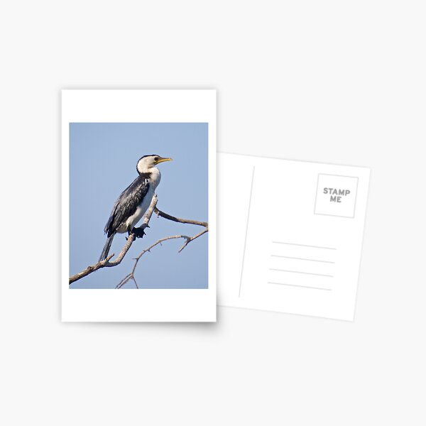 NT ~ MARINE BIRD ~ Little Pied Cormorant 56MSTYEY by David Irwin Postcard