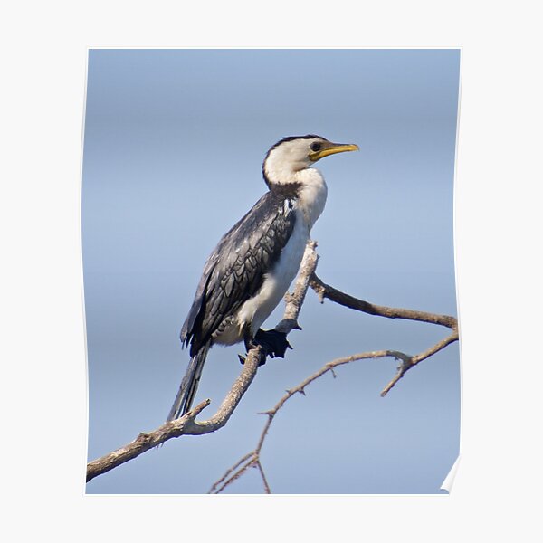 NT ~ MARINE BIRD ~ Little Pied Cormorant by David Irwin Poster