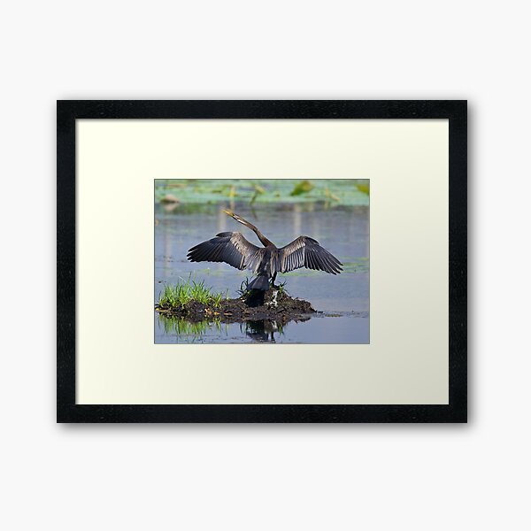 NT ~ WO ~ MARINE BIRD ~ Australiasian Darter 8PRZ2C32 by David Irwin Framed Art Print