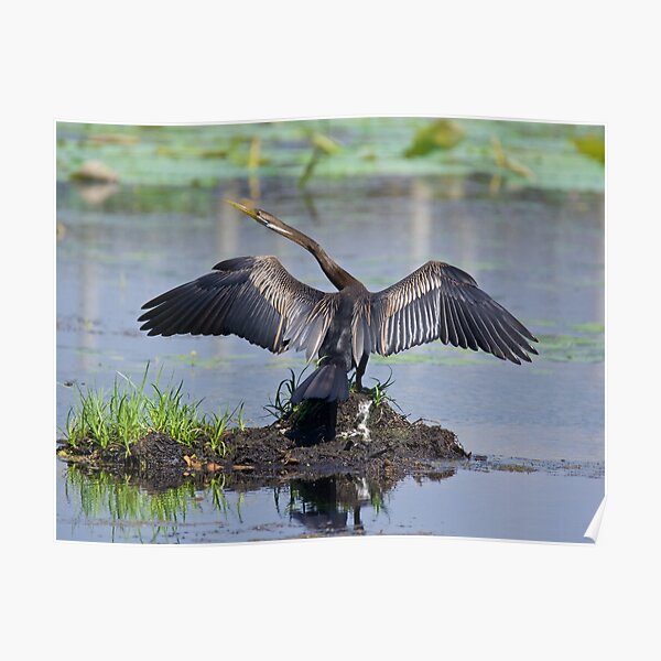 NT ~ WO ~ MARINE BIRD ~ Australiasian Darter 8PRZ2C32 by David Irwin Poster