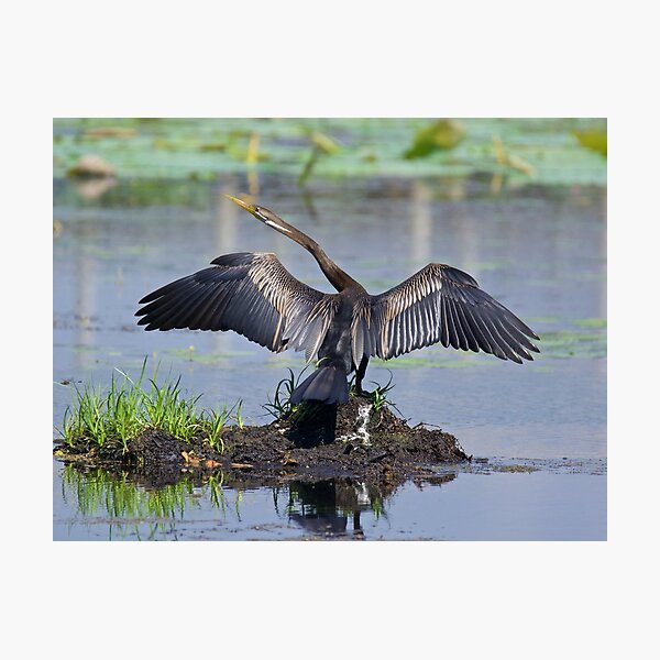 NT ~ WO ~ MARINE BIRD ~ Australiasian Darter 8PRZ2C32 by David Irwin Photographic Print
