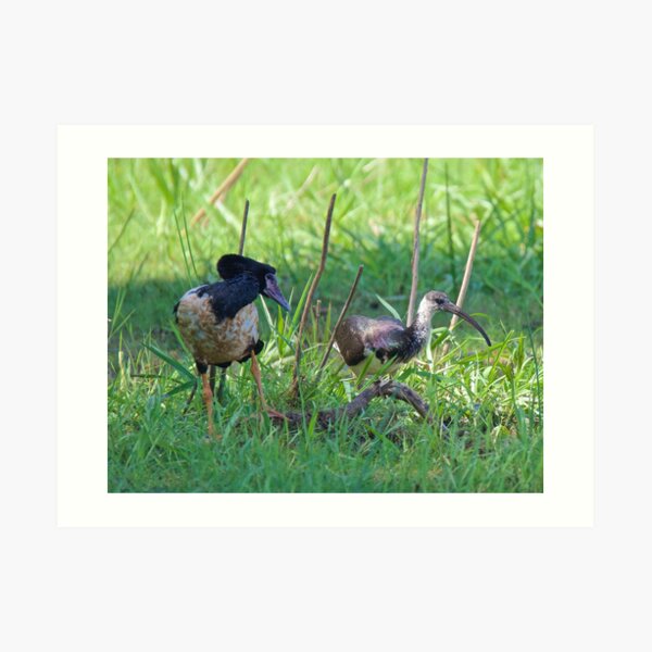 NT ~ IBIS ~ WATERFOWL ~ Straw-necked Ibis and Magpie Goose Y3NR4THN by David Irwin Art Print