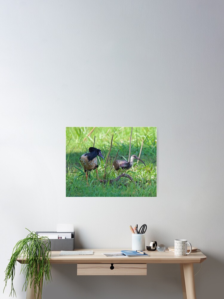 Thumbnail 2 of 3, Poster, NT ~ IBIS ~ WATERFOWL ~ Straw-necked Ibis and Magpie Goose Y3NR4THN by David Irwin designed and sold by tasmanianartist.