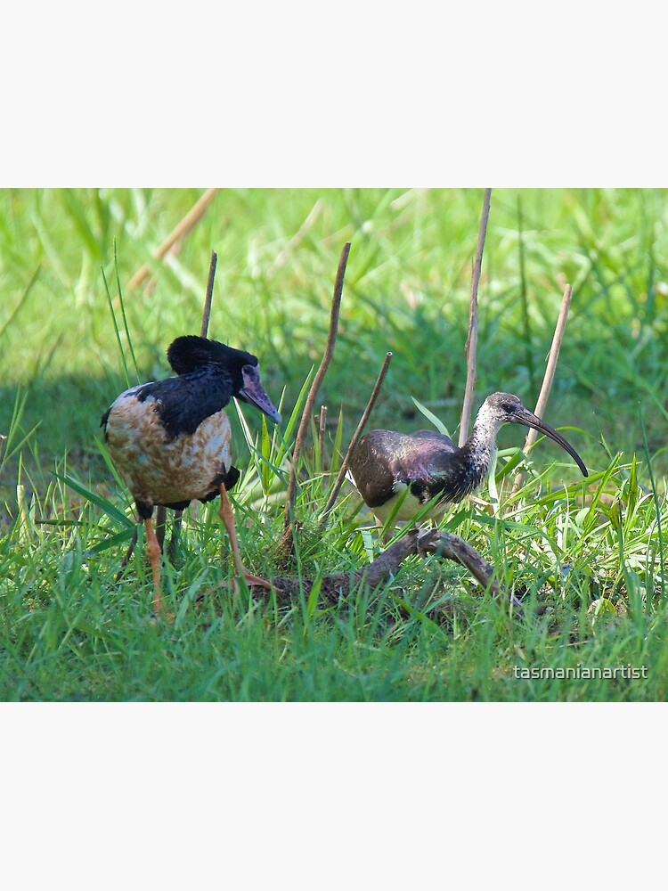 Thumbnail 3 of 3, Poster, NT ~ IBIS ~ WATERFOWL ~ Straw-necked Ibis and Magpie Goose Y3NR4THN by David Irwin designed and sold by tasmanianartist.