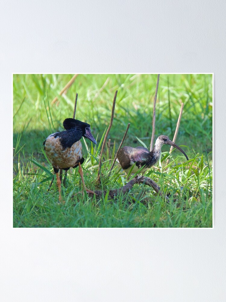 Thumbnail 1 of 3, Poster, NT ~ IBIS ~ WATERFOWL ~ Straw-necked Ibis and Magpie Goose Y3NR4THN by David Irwin designed and sold by tasmanianartist.