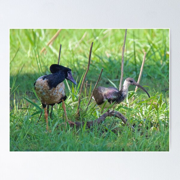 NT ~ IBIS ~ WATERFOWL ~ Straw-necked Ibis and Magpie Goose Y3NR4THN by David Irwin Poster