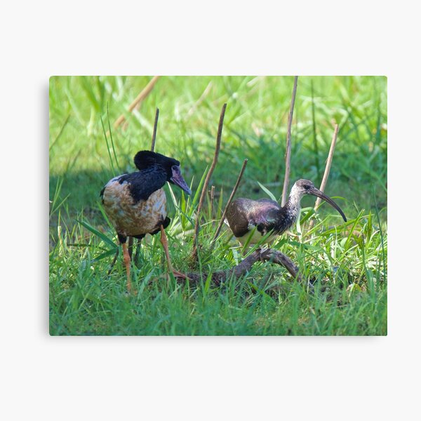 NT ~ IBIS ~ WATERFOWL ~ Straw-necked Ibis and Magpie Goose Y3NR4THN by David Irwin Canvas Print