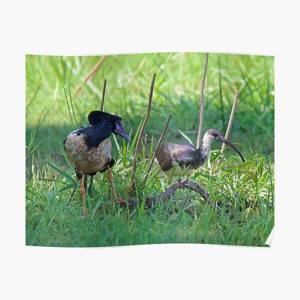 NT ~ IBIS ~ WATERFOWL ~ Straw-necked Ibis and Magpie Goose Y3NR4THN by David Irwin Poster