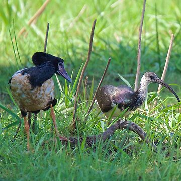 Artwork thumbnail, NT ~ IBIS ~ WATERFOWL ~ Straw-necked Ibis and Magpie Goose Y3NR4THN by David Irwin by tasmanianartist