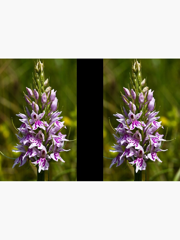 Common Spotted-orchid (Dactylorhiza fuchsii) by SteveChilton