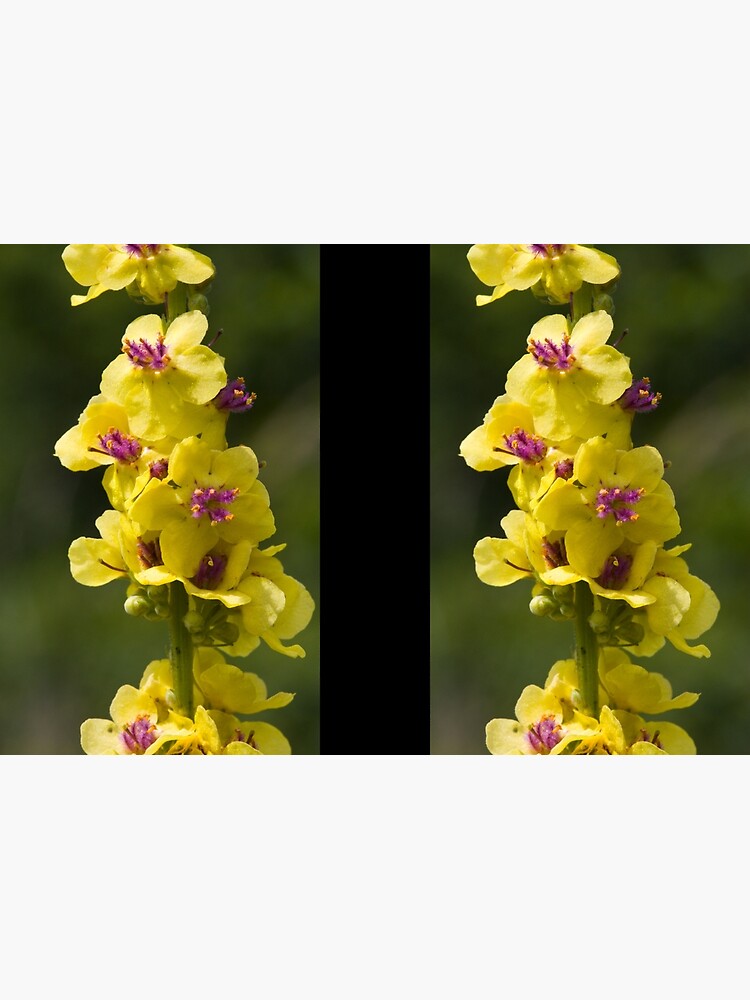 Dark Mullein (Verbascum nigrum) by SteveChilton