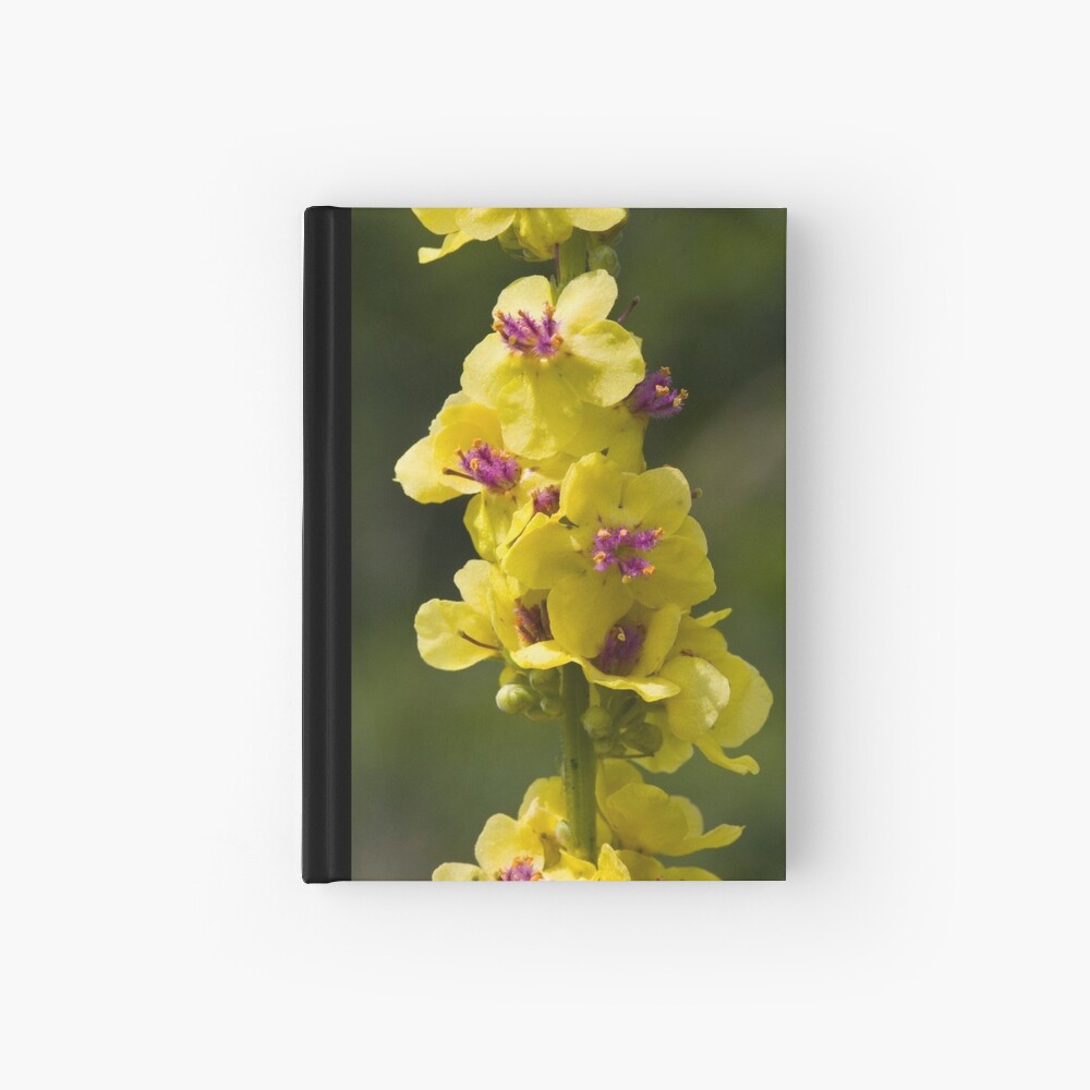 Dark Mullein (Verbascum nigrum) Hardcover Journal