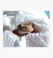 Froggy in a Blanket 2 - Frogs in Florida Fotodruck
