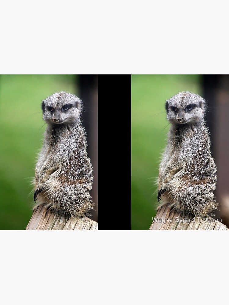 The Wily Meerkat by redmoondragon