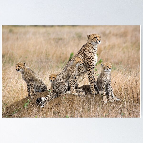 Sexy animal print underwear jaguar leopard spots – GARÇON