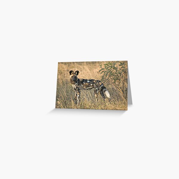 Afrikanischer Wildhund Grußkarte